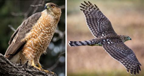 8 Types of Hawks Found in Maryland! (2022) (2023)