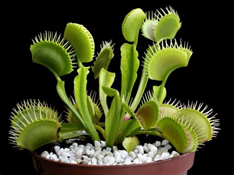 Venus Flytrap Wallpapers - Wallpaper Cave