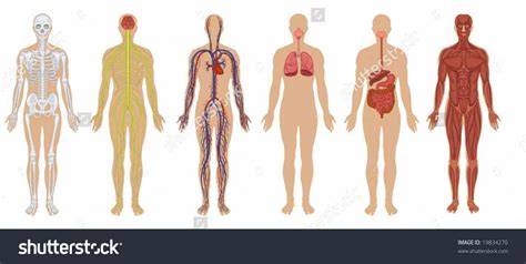 Images Of Human Body Systems | MedicineBTG.com