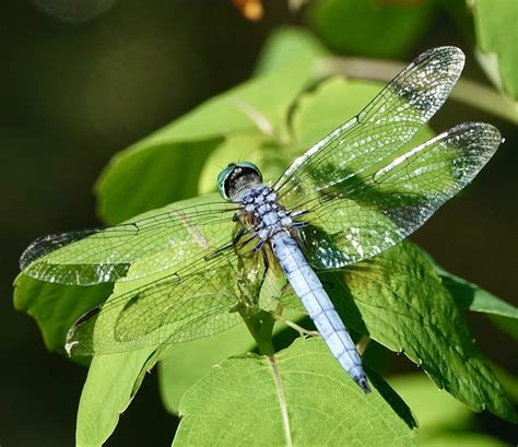 Pachydiplax longipennis (Blue Dasher) – 10,000 Things of the Pacific ...