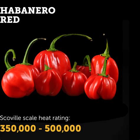 Spice up Your Garden with Red Habanero Chilli Seeds – Ignition Seed Company