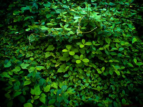 Plantas Verdes - Green Plants by MarioAlejandroCR on DeviantArt
