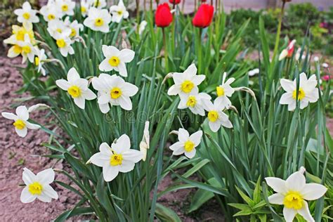 Daffodils and Tulips in the Garden Stock Photo - Image of happy ...