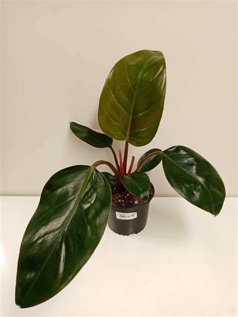 Philodendron Rojo Congo 14cm - Springvale Garden Centre