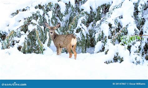 Christmas Holiday Deer. Royalty Free Stock Photography - Image: 34147867