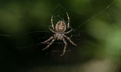 10 Spiders in Indiana - A-Z Animals