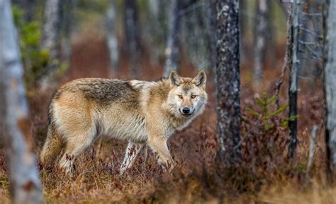 Grey Wolf: Facts about the world's largest wild dog