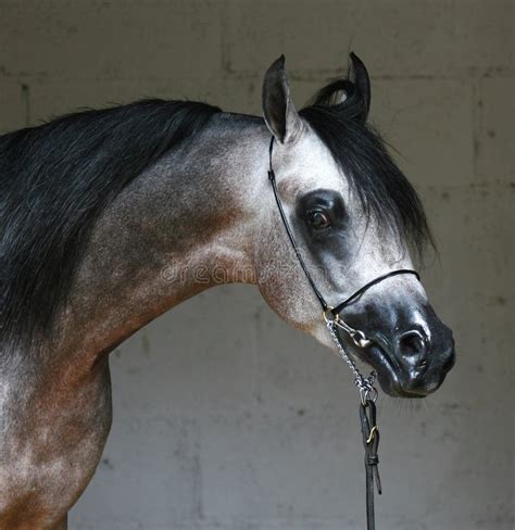 Chestnut Arabian Horse Portrait Stock Image - Image of hoofed, mane ...