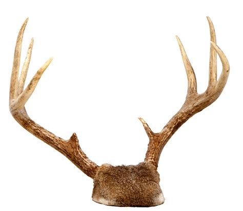 Pair of Mounted White-tailed Deer Antlers For Sale at 1stDibs