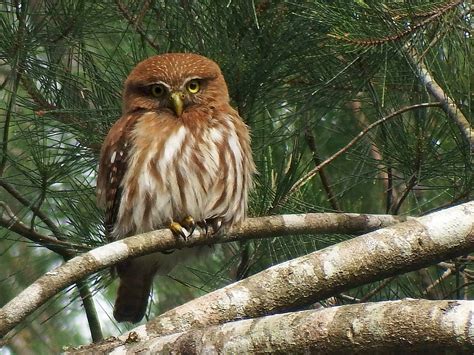 Ferruginous Pygmy-Owl - eBird