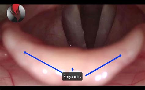 Ep.9: Singing Basics: How do Vocal Cords Work? - Power To Sing