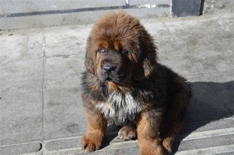 Tibetan Mastiff - The Lion Dog in 2021 | Mastiff puppies, Tibetan dog ...