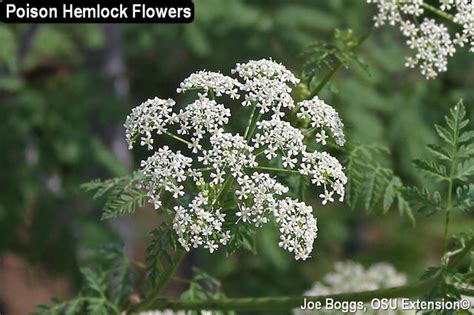 Now in Ohio, poison hemlock can be deadly and difficult to control