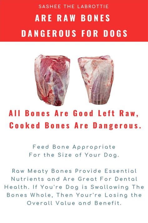 Are Raw Bones Dangerous For Dogs