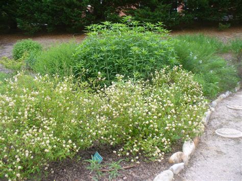 Ceanothus americanus (Mountain Snowbell, New Jersey Tea) | North ...