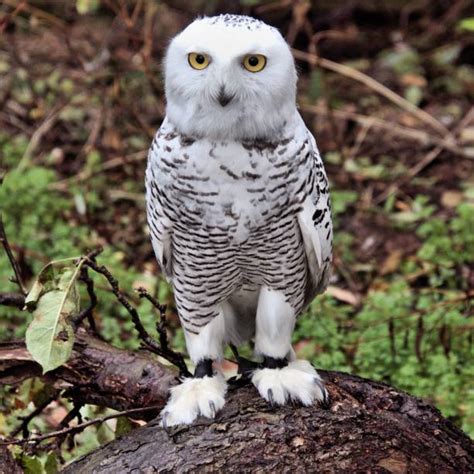 Tundra Snowy Owl Stock Photos, Pictures & Royalty-Free Images - iStock