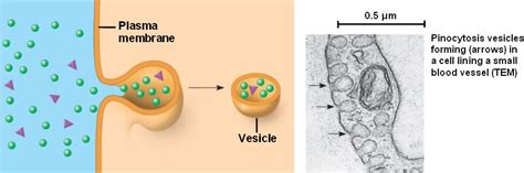 pinocytosis.html 07_20EndocytosisB.jpg