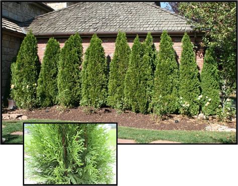 EMERALD GREEN ARBORVITAE – Hinsdale Nurseries