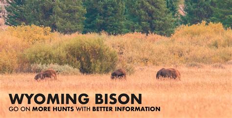 Wyoming Bison Hunting 2024 | Draw Odds, Tags, Season Info, Deadlines ...