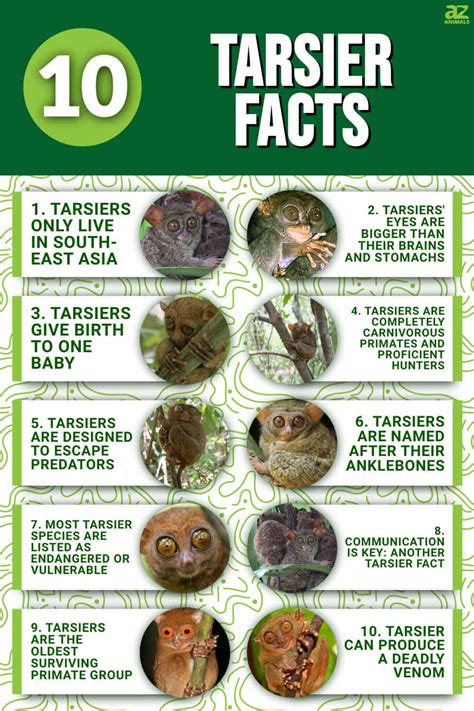 10 Key Facts About Tarsiers - A-Z Animals