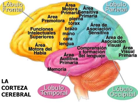 áreas asociativas | Anatomia del cerebro humano, Anatomia y fisiologia humana, Cerebro