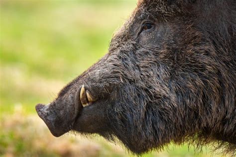 1,009 Wild Boar Tusks Photos - Free & Royalty-Free Stock Photos from Dreamstime