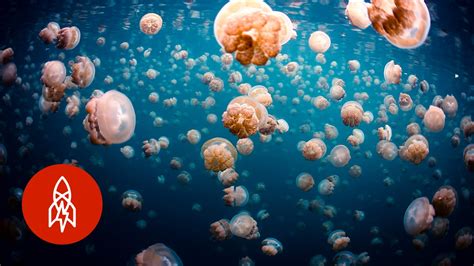 Swim Safely with Thousands of Jellyfish - YouTube