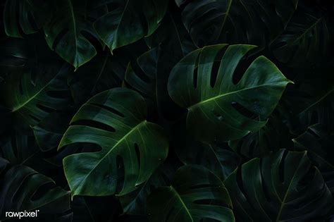 Tropical green monstera leaves background | premium image by rawpixel ...