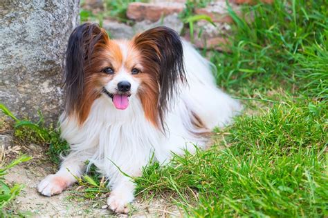 The 10 Most Unique Dog Breeds, According to Pet Experts