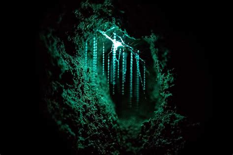 Cave glow-worms vomit long sticky urine threads to catch prey | New ...