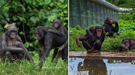 Bonobos and Chimpanzees - 4 Differences