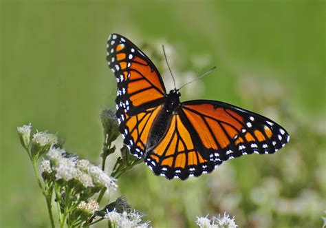 Viceroy butterfly on white flower HD wallpaper | Wallpaper Flare