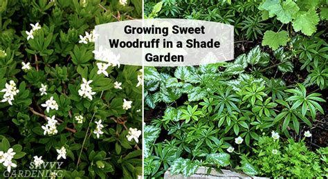 Sweet Woodruff: An Enchanting Groundcover Choice for Shade Gardens