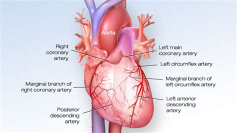 Arteries Of The Heart Diagram