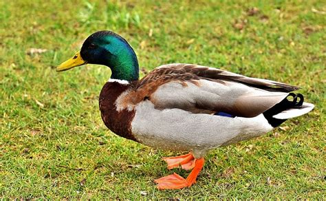 HD wallpaper: mallard, drake, colorful, male, water bird, duck, meadow ...