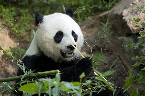 Giant Panda Mei Xiang Is Artificially Inseminated at the Smithsonian’s ...