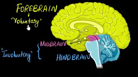 Brain: Parts & functions (Fore, mid & hind) | Control & Coordination | Biology | Khan Academy ...