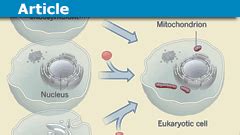 When did Mitochondria Evolve?