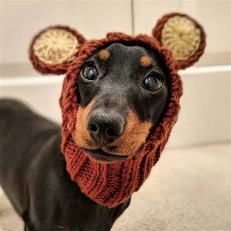 Dachshund Costumes for Halloween or Everyday Photoshoot