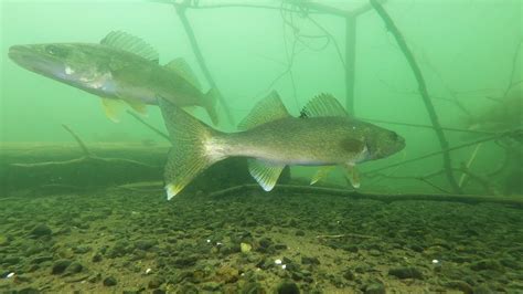 Walleyes Underwater: Time Lapse Video Showing Frantic Activity - YouTube