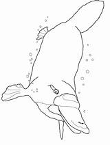 Platypus Under Water Coloring Page  Free Printable Pages For Kids sketch template