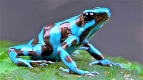 10 Most Beautiful Frogs on Planet Earth - YouTube