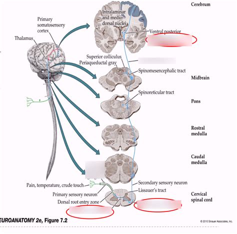 Spinothalamic Pathway Diagram | Quizlet