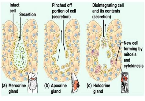 eccrine apocrine holocrine - Google Search | Interactive science notebook, Interactive science ...