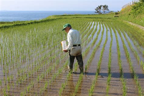 Shiroyone Senmaida: A Thousand of Terraced Rice Fields in Ishikawa ...