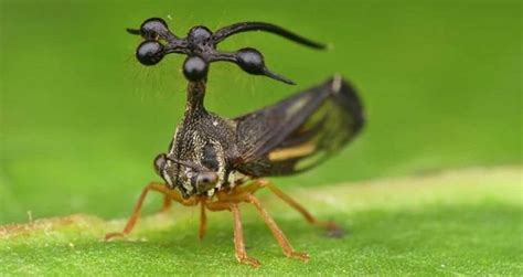 Brazilian Treehopper