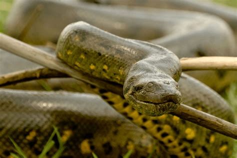 Green Anaconda Facts - CRITTERFACTS