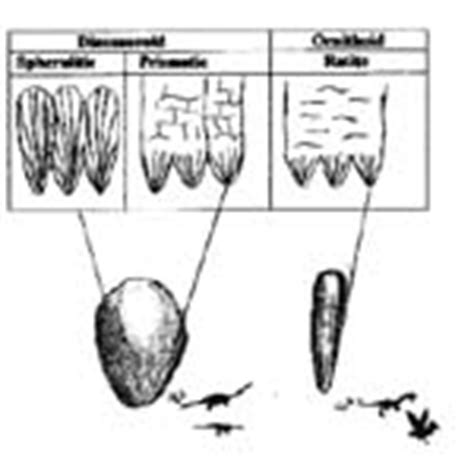 Dinosaur Egg Types, facts | information - Dinosaur fossil