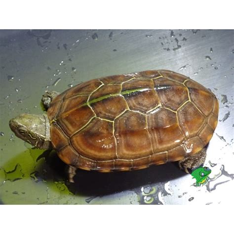 Reeves Turtle - cb 4 to 5in - Strictly Reptiles Inc.