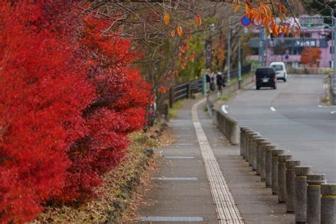 Premium Photo | Road landscape in autumn season